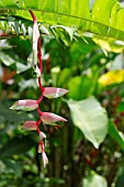 HELICONIA CHARTACEA