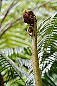 FERN FROND UNCURLING