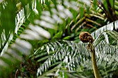 FERN FROND UNCURLING