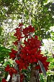 STERCULIA MEGISTOPHYLLA