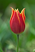 TULIPA SCHRENKII