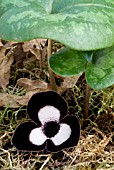 ASARUM MAXIMUM; WILD GINGER