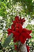 STERCULIA MEGISTOPHYLLA