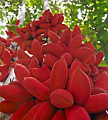 STERCULIA MEGISTOPHYLLA