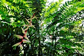 HELICONIA CHARTACEA