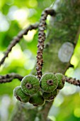 FICUS AURICULATA