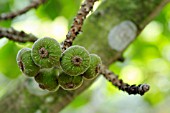 FICUS AURICULATA