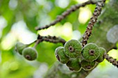 FICUS AURICULATA