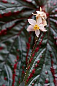 BEGONIA PINK REX VARIETY