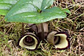 ASARUM CAMPANIFORME