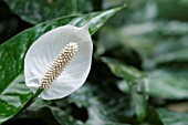 SPATHIPHYLLUM