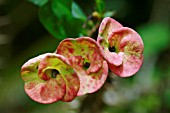 EUPHORBIA FLOWERS