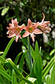 PINK HIPPEASTRUM SPECIES