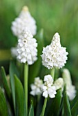 MUSCARI AZUREUM ALBUM; WHITE GRAPE HYACINTH