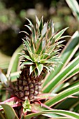 ANANAS, PINEAPPLE FRUIT GROWING ON PLANT