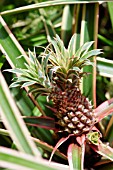 ANANAS, PINEAPPLE FRUIT GROWING ON PLANT