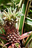 ANANAS, PINEAPPLE FRUIT GROWING ON PLANT