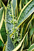 SANSEVIERIA TRIFASCIATA