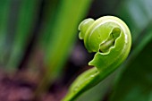 ASPLENIUM UNFURLING BIRDS-NEST FERN FROND