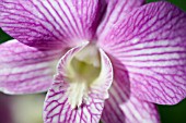 PHALAENOPSIS ORCHID FLOWER