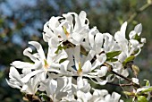 MAGNOLIA STELLATA