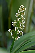 XIPHIDIUM FLOWER STEM