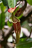 NEPENTHES GRACILIS