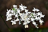 CALANTHE TRIPLICATA ORCHID