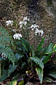 CALANTHE TRIPLICATA ORCHID