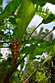 HELICONIA PENDULA