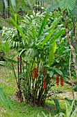 HELICONIA PENDULA