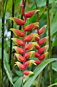 HELICONIA PENDULA