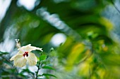 PALE HIBISCUS FLOWER