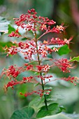 CLERODENDRUM PANICULATUM