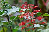 CLERODENDRUM PANICULATUM