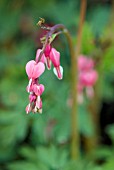 DICENTRA SPECTABILIS; BLEEDING HEART