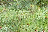 CYPERUS PAPYRUS