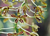 ODONTOGLOSSUM ORCHID FLOWERS