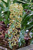 ODONTOGLOSSUM ORCHID FLOWER STEM