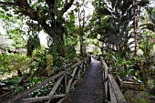 ORCHIDS AND FERNS GROWING IN A GARDEN SETTING WITH WALKWAY