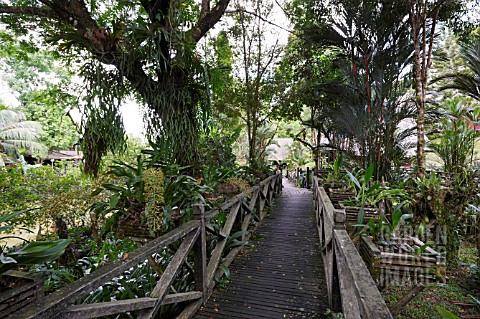 ORCHIDS_AND_FERNS_GROWING_IN_A_GARDEN_SETTING_WITH_WALKWAY