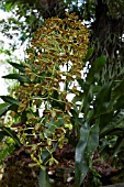 ODONTOGLOSSUM ORCHID FLOWER STEM