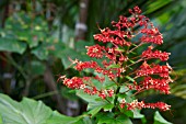 CLERODENDRUM PANICULATUM