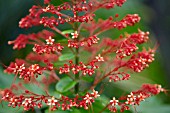 CLERODENDRUM PANICULATUM