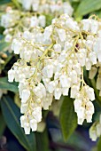 PIERIS JAPONICA FLOWERS