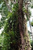 ORCHIDS AND FERNS GROWING UP A TREE IN A GARDEN SETTING