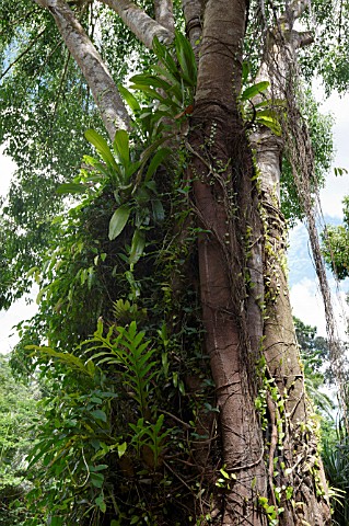 ORCHIDS_AND_FERNS_GROWING_UP_A_TREE_IN_A_GARDEN_SETTING