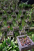 VANDA ORCHIDS GROWING IN DISPLAY TROUGHS IN A GARDEN SETTING