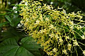 CLERODENDRUM PANICULATUM VAR ALBA