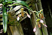 PAPHIOPEDILUM LOWII ORCHID